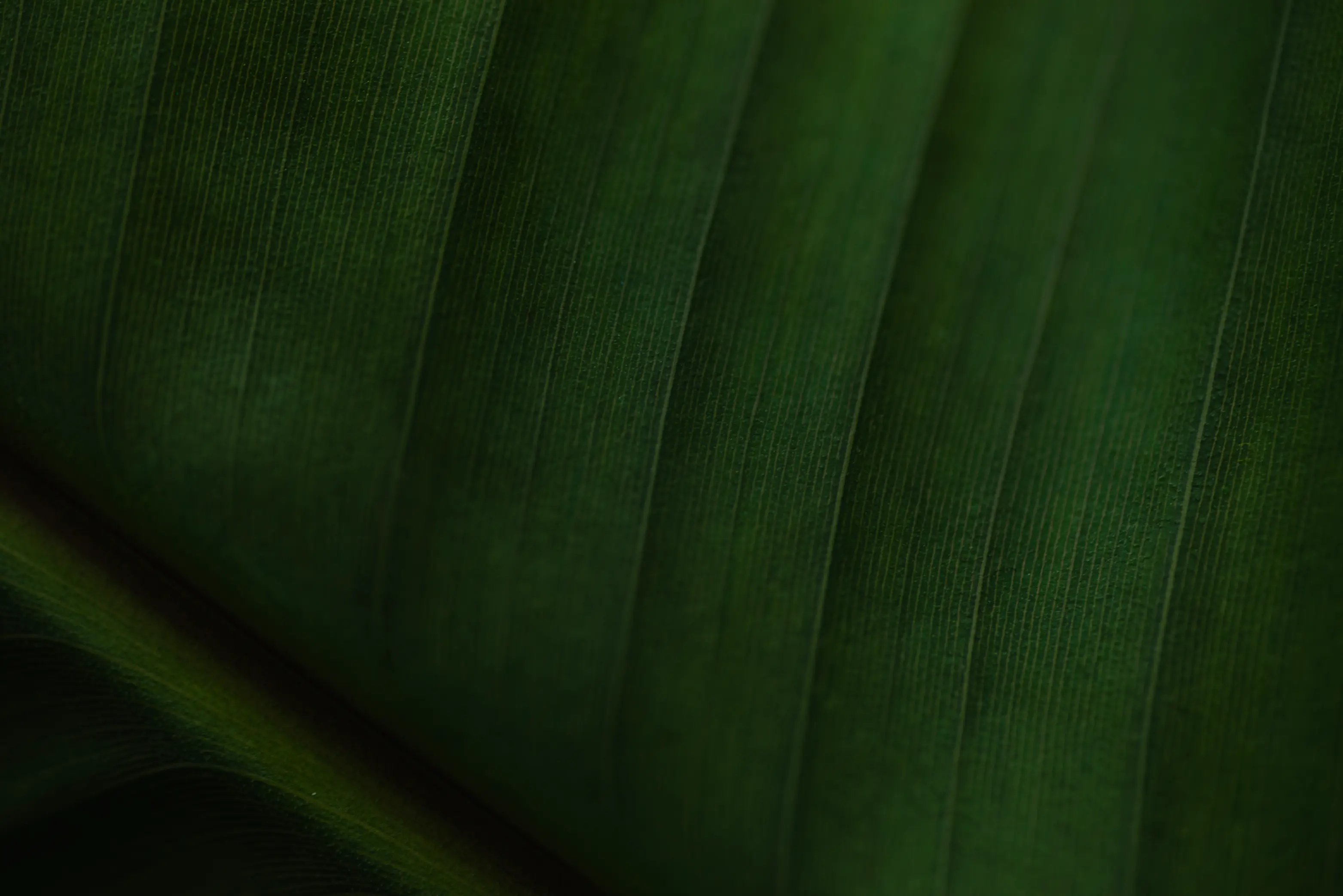 Bangkok Thai Spa Goes background